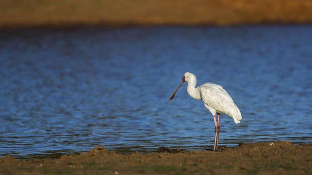 African spoonbill along the river in Kruger National park, South Africa ; Specie Platalea alba family of Threskiornithidae