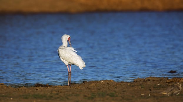 African spoonbill along the river in Kruger National park, South Africa ; Specie Platalea alba family of Threskiornithidae