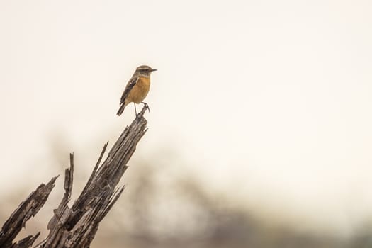 African stonechat female perched on stump in Kruger National park, South Africa ; Specie Saxicola torquatus family of Musicapidae