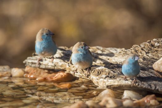 Three Blue-breasted Cordonbleu at waterhole in Kruger National park, South Africa ; Specie Uraeginthus angolensis family of Estrildidae