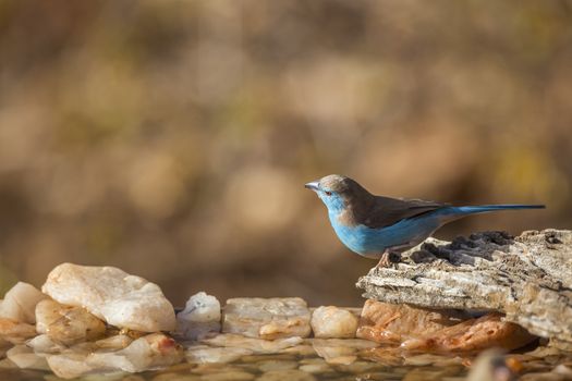 Blue-breasted Cordonbleu male at waterhole in Kruger National park, South Africa ; Specie Uraeginthus angolensis family of Estrildidae