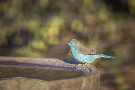 Blue-breasted Cordonbleu male at water pond in Kruger National park, South Africa ; Specie Uraeginthus angolensis family of Estrildidae