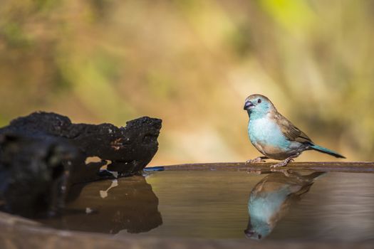 Blue-breasted Cordonbleu at water pond with reflection in Kruger National park, South Africa ; Specie Uraeginthus angolensis family of Estrildidae
