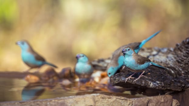 Group of Blue-breasted Cordonbleu drinking at waterpond in Kruger National park, South Africa ; Specie Uraeginthus angolensis family of Estrildidae