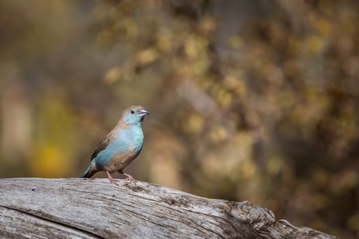 Blue-breasted Cordonbleu isolated in blur natural background in Kruger National park, South Africa ; Specie Uraeginthus angolensis family of Estrildidae