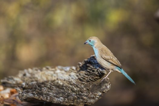 Blue-breasted Cordonbleu isolated in blur natural background in Kruger National park, South Africa ; Specie Uraeginthus angolensis family of Estrildidae