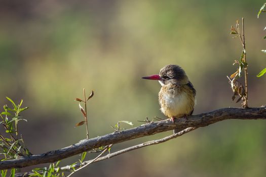 Brown-hooded Kingfisher on a branch isolated in natural background in Kruger National park, South Africa ; Specie Halcyon albiventris family of Alcedinidae