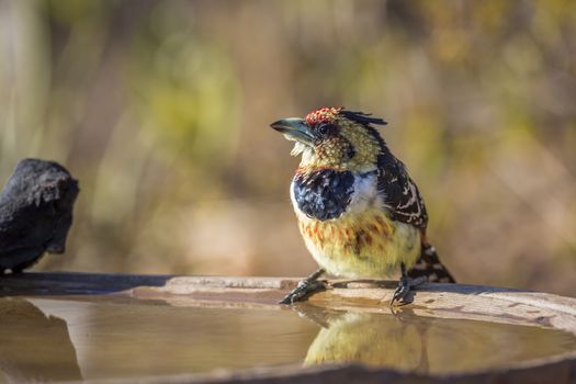 Crested Barbet standing at water pond in Kruger National park, South Africa ; Specie Trachyphonus vaillantii family of Ramphastidae