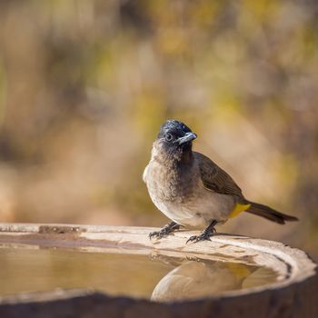 Dark capped Bulbul standing at water pond in Kruger National park, South Africa ; Specie Pycnonotus tricolor family of Pycnonotidae