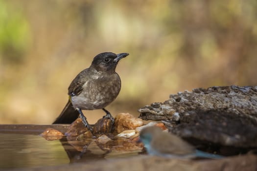Dark capped Bulbul standing at water pond in Kruger National park, South Africa ; Specie Pycnonotus tricolor family of Pycnonotidae