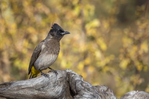 Dark capped Bulbul standing on log isolated in natural background in Kruger National park, South Africa ; Specie Pycnonotus tricolor family of Pycnonotidae