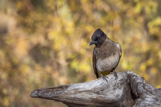 Dark capped Bulbul standing on log isolated in natural background in Kruger National park, South Africa ; Specie Pycnonotus tricolor family of Pycnonotidae