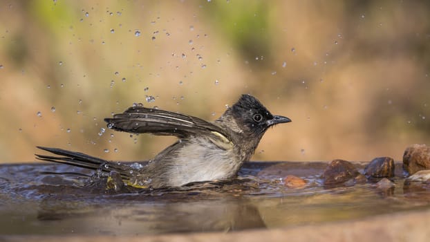Dark capped Bulbul bathing in water pond in Kruger National park, South Africa ; Specie Pycnonotus tricolor family of Pycnonotidae