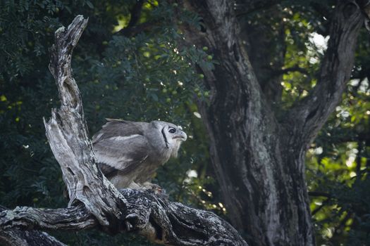 Verreaux Eagle-Owl standing on dead tree in Kruger National park, South Africa ; Specie Bubo lacteus family of Strigidae