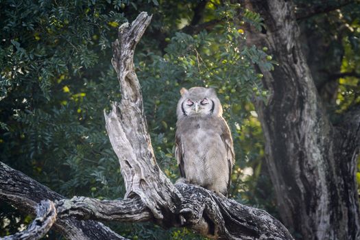 Verreaux Eagle-Owl standing in log at dawn in Kruger National park, South Africa ; Specie Bubo lacteus family of Strigidae