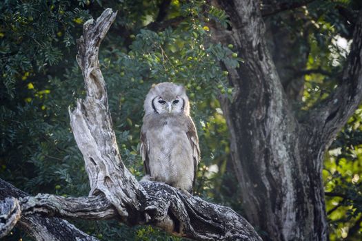 Verreaux Eagle-Owl standing in log at dawn in Kruger National park, South Africa ; Specie Bubo lacteus family of Strigidae