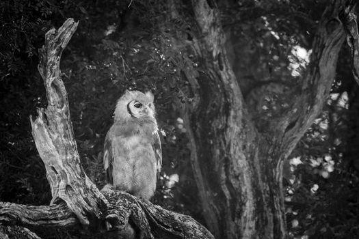 Verreaux Eagle-Owl standing in log at dawn in Kruger National park, South Africa ; Specie Bubo lacteus family of Strigidae