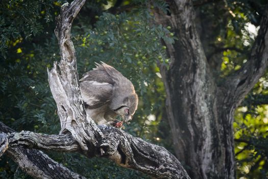 Verreaux Eagle-Owl eating a prey in Kruger National park, South Africa ; Specie Bubo lacteus family of Strigidae