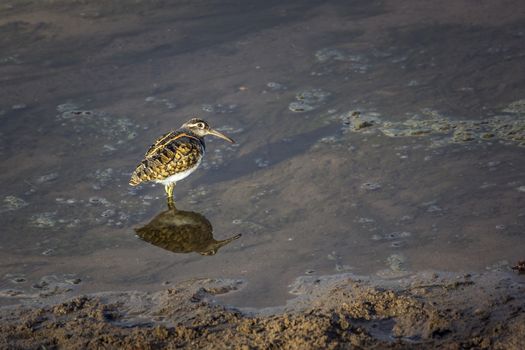 Greater Painted-snipe in Kruger National park, South Africa ; Specie Rostratula benghalensis family of Rostratulidae