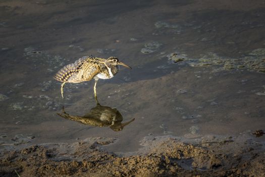 Greater Painted-snipe spreading wings with reflection in Kruger National park, South Africa ; Specie Rostratula benghalensis family of Rostratulidae