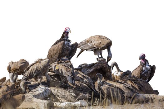 Lappet faced and white backed Vultures isolated on white in Kruger National park, South Africa ; Specie  Torgos tracheliotos and Gyps africanus family of Accipitridae