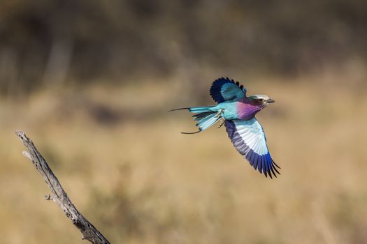 Lilac breasted roller in flight isolated in natural background in Kruger National park, South Africa ; Specie Coracias caudatus family of Coraciidae