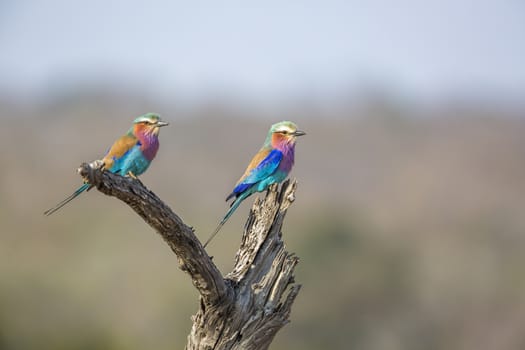 Couple of Lilac breasted roller standing on a log in Kruger National park, South Africa ; Specie Coracias caudatus family of Coraciidae