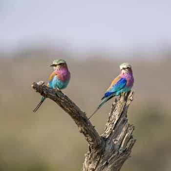 Couple of Lilac breasted roller standing on a log in Kruger National park, South Africa ; Specie Coracias caudatus family of Coraciidae