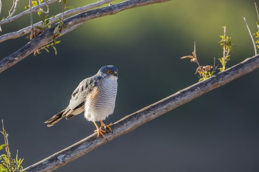 Little Sparrowhawk in Kruger National park, South Africa ; Specie family Accipiter minullus of Accipitridae