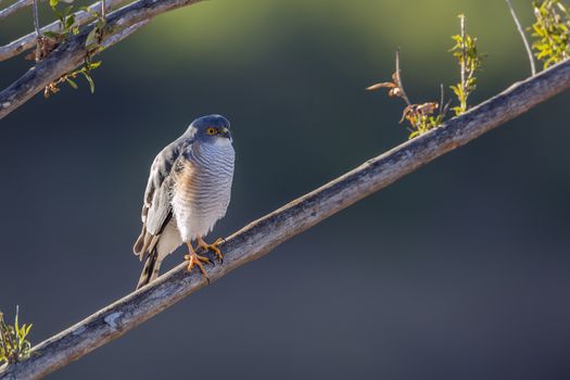 Little Sparrowhawk in Kruger National park, South Africa ; Specie family Accipiter minullus of Accipitridae