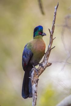 Purple crested Turaco isolated in natural background in Kruger National park, South Africa ; Specie Gallirex porphyreolophus family of Musophagidae