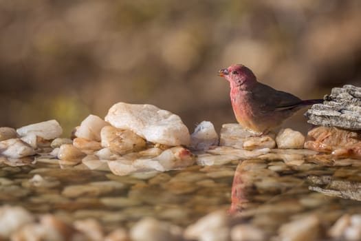 Red-billed Firefinch in Kruger National park, South Africa ; Specie family Lagonosticta senegala of Estrildidae