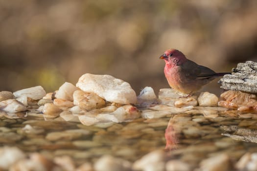 Red-billed Firefinch in Kruger National park, South Africa ; Specie family Lagonosticta senegala of Estrildidae