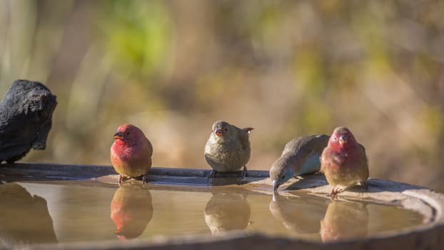 Red-billed Firefinch and Blue-breasted Cordonbleu in water pond in Kruger National park, South Africa ; Specie family Lagonosticta senegala and Uraeginthus angolensis of Estrildidae