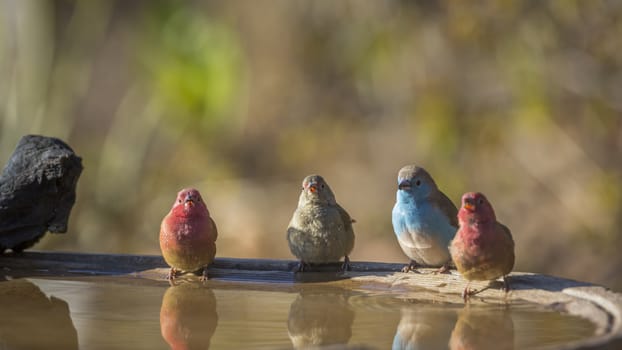 Red-billed Firefinch and Blue-breasted Cordonbleu in water pond in Kruger National park, South Africa ; Specie family Lagonosticta senegala and Uraeginthus angolensis of Estrildidae