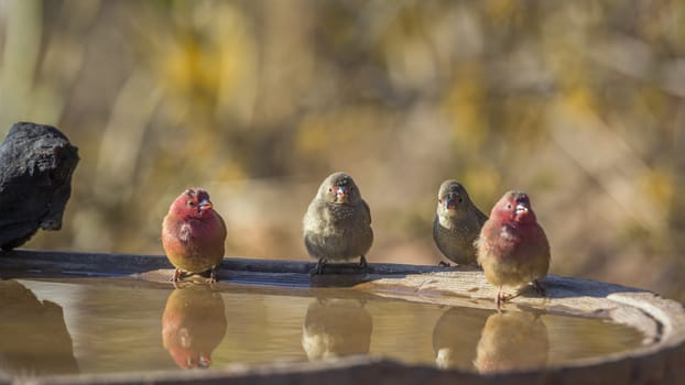 Two couple of Red-billed Firefinch at water pond in Kruger National park, South Africa ; Specie family Lagonosticta senegala of Estrildidae