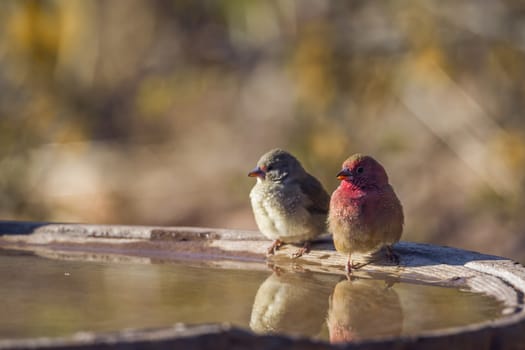Red-billed Firefinch in Kruger National park, South Africa ; Specie family Lagonosticta senegala of Estrildidae