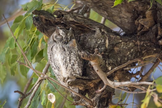 African Scops-Owl resting in a tree in Kruger National park, South Africa ; Specie Otus senegalensis family of Strigidae