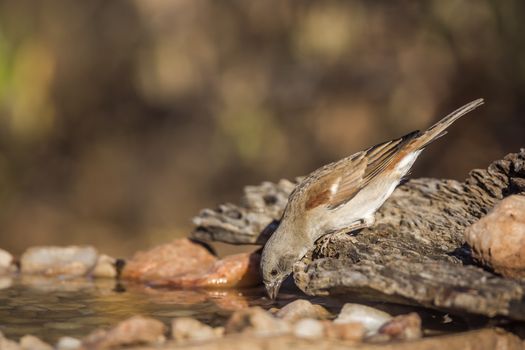 Southern Grey-headed Sparrow drinking at water pond in Kruger National park, South Africa ; Specie family Passer diffusus of Passeridae