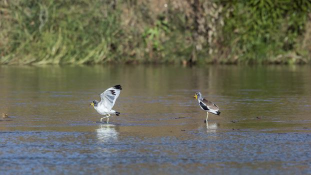 Two White headed Lapwing wading in river in Kruger National park, South Africa ; Specie Vanellus albiceps family of Charadriidae