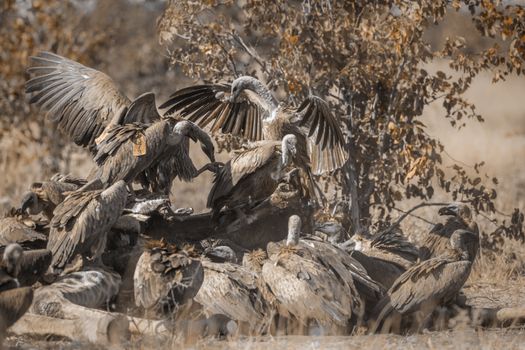 Group of White backed Vultures fighting on giraffe's carcass in Kruger National park, South Africa ; Specie Gyps africanus family of Accipitridae
