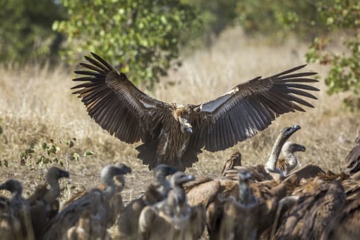 White backed Vulture in Kruger National park, South Africa ; Specie Gyps africanus family of Accipitridae