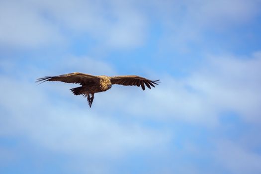 White backed Vulture in flight isolated in blue sky in Kruger National park, South Africa ; Specie Gyps africanus family of Accipitridae