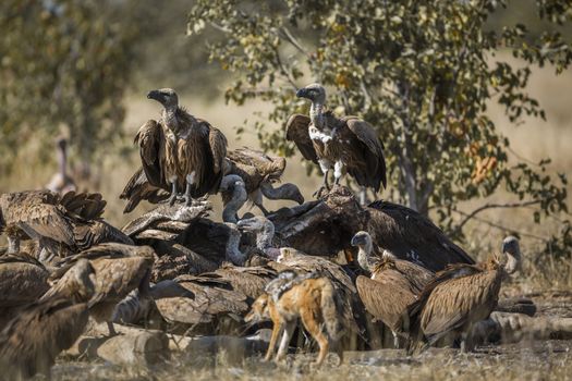 Black backed jackal and white-backed vultures in Kruger National park, South Africa ; Specie Canis mesomelas and Gyps africanus