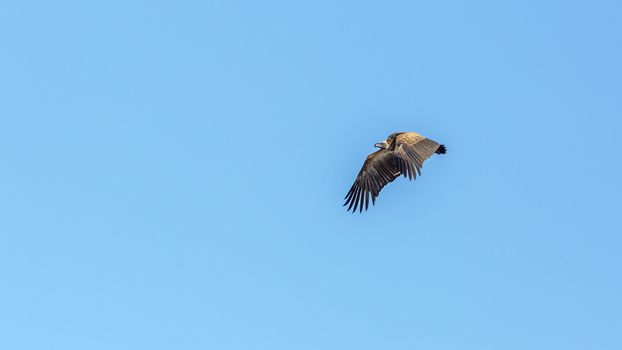 White backed Vulture in flight isolated in blue background in Kruger National park, South Africa ; Specie Gyps africanus family of Accipitridae