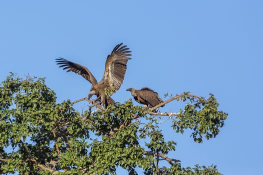 White backed Vulture couple on top of a tree in Kruger National park, South Africa ; Specie Gyps africanus family of Accipitridae