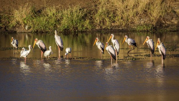Flock of Yellow-Billed stork and african spoonbill at dawn in Kruger National park, South Africa ; Specie Mycteria ibis and Platalea alba