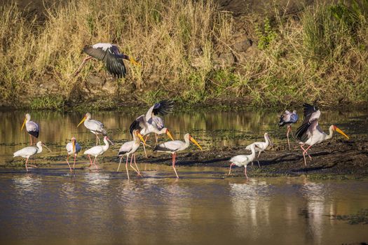 Flock of Yellow-Billed stork and african spoonbill at dawn in Kruger National park, South Africa ; Specie Mycteria ibis and Platalea alba