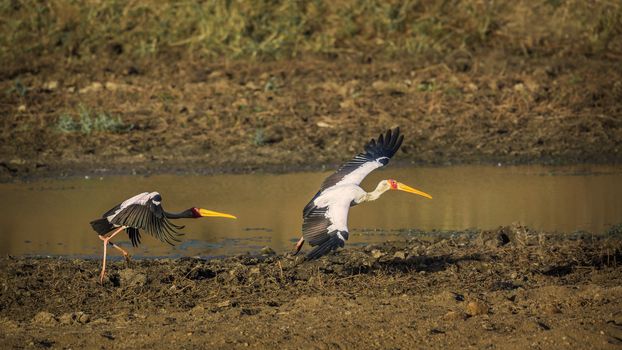 Two Yellow-Billed stork flying at dawn in Kruger National park, South Africa ; Specie Mycteria ibis family of Ciconiidae