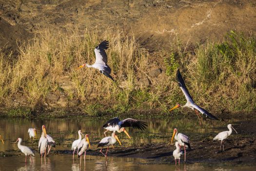 Flock of Yellow-Billed stork and african spoonbill at dawn in Kruger National park, South Africa ; Specie Mycteria ibis and Platalea alba